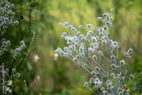 Fototapeta Eryngium 