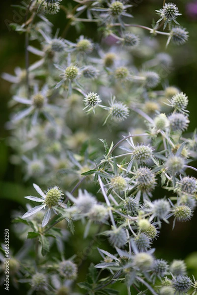 Fototapeta Eryngium 