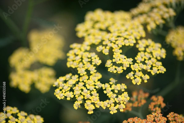 Fototapeta yarrow