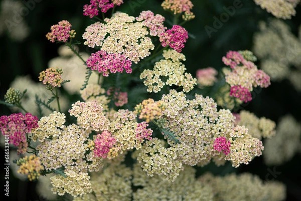 Fototapeta yarrow