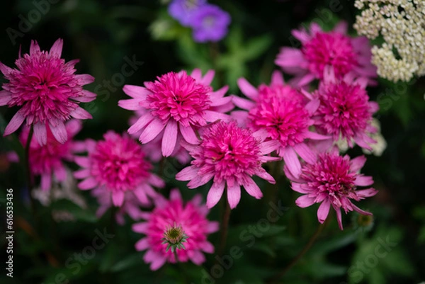 Fototapeta Echinacea 
