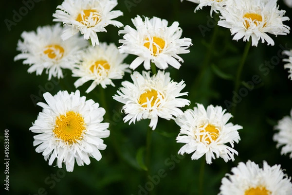 Fototapeta white daisy