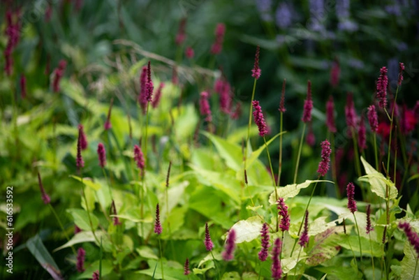 Fototapeta Bistorta amplexicaulis