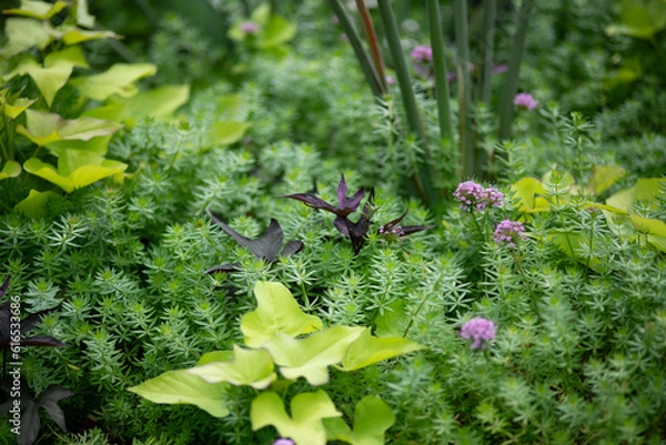 Fototapeta green flowerbed