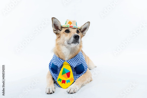 Obraz Cachorro fantasiado de caipira com gravata para festa junina