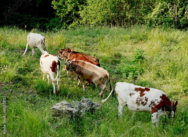 Fototapeta Cabannina cows grazing with other Ayrshire cows in a large pasture with lush fresh grass in the early morning light