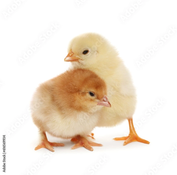 Fototapeta Two cute fluffy baby chickens on white background