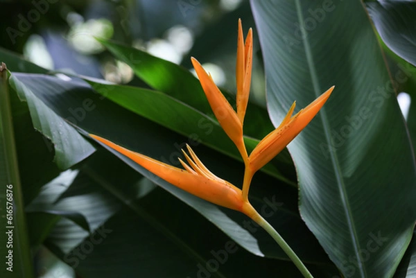 Obraz Bird of Paradise flower in shade