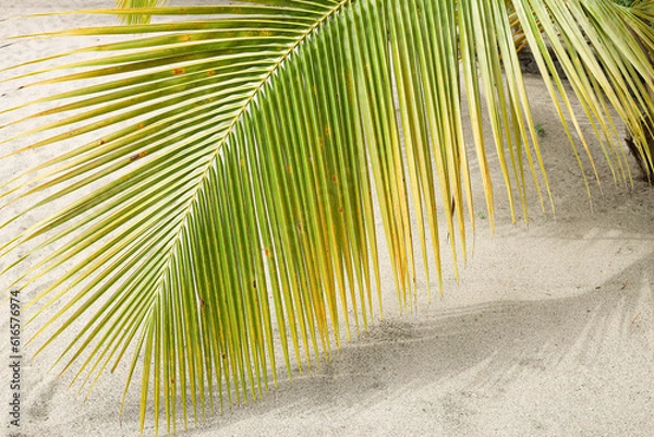 Obraz Palm tree on the beach of Saint Lucia