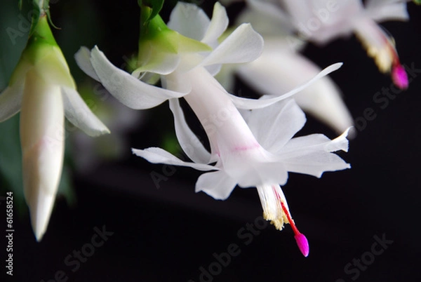 Obraz Schlumbergera on black