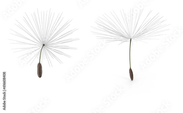 Fototapeta dandelion seeds isolated on transparent background