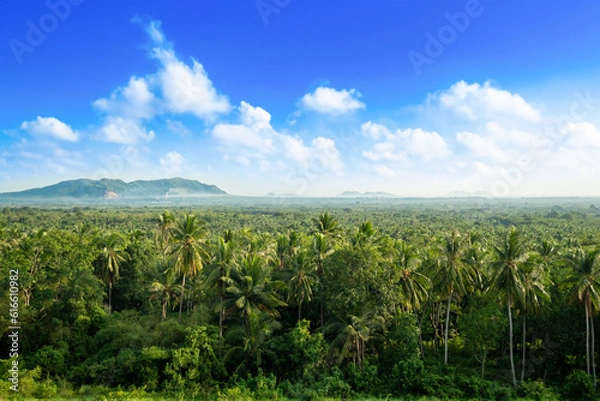 Fototapeta A panorama of countless coconut trees, their fronds swaying against the backdrop of a cloudy blue sky