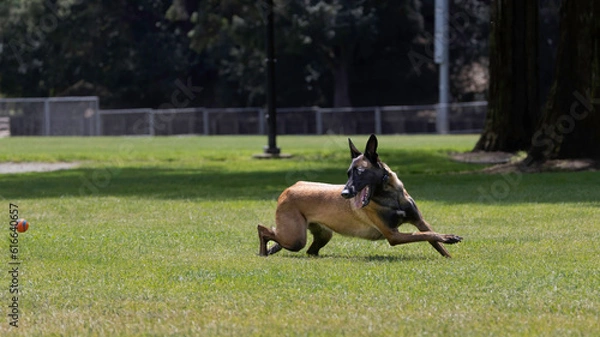 Fototapeta A Belgian Malinois Shepard at play in the park chasing a ball