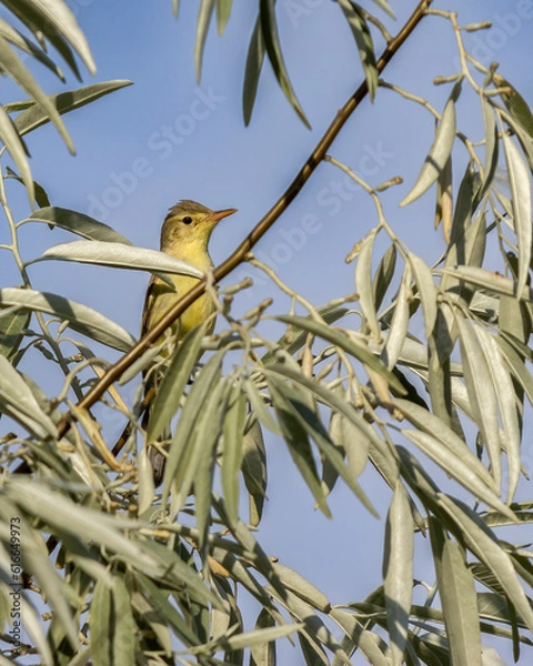 Fototapeta A small yellow bird perched on a slender branch amidst dense green foliage against a clear blue sky. The bird's delicate features and vibrant color create a charming and natural scene, ideal for illus