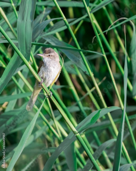 Fototapeta A small brown and white bird perched on a green reed amidst a dense thicket of tall, slender grass. The bird's subtle coloration blends harmoniously with the lush, green backdrop, capturing a serene m