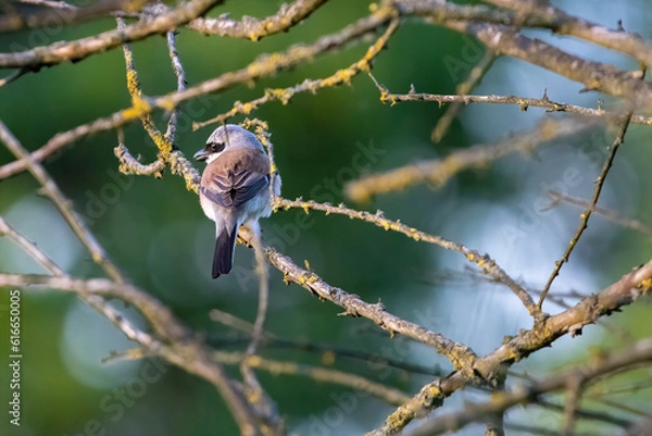 Fototapeta Graceful sparrow on tree, vigilant glance. Delicate frame, gray-brown-black feathers. Alert, ready to fly. Symbol of adaptability, serene beauty.