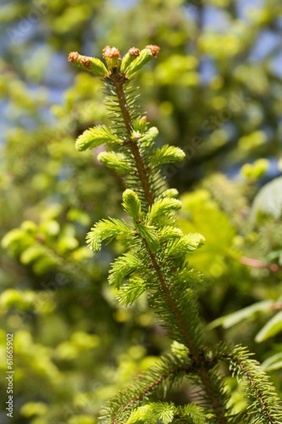 Fototapeta Spruce twig