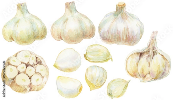 Obraz さまざまなニンニクの水彩画イラスト　素材集