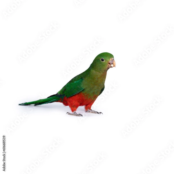 Fototapeta Australian king parrot standing side ways showing tail looking towards camera isolated on a white background
