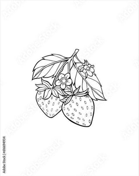Fototapeta Two strawberry outline illustration vector