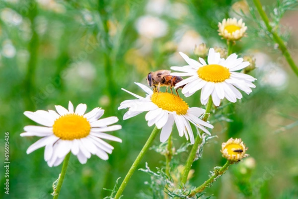 Obraz Biene auf Blüte