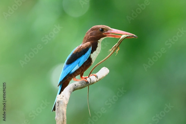 Obraz White-throated Kingfisher