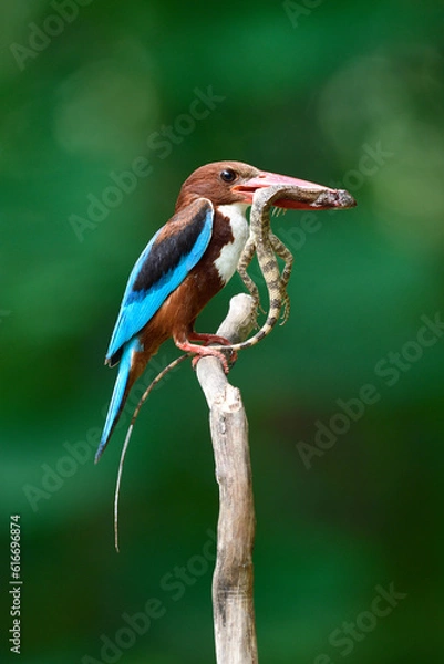 Obraz White-throated Kingfisher