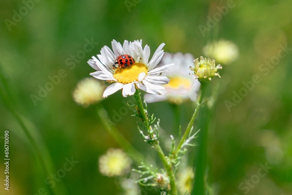 Obraz Marienkäfer auf Blüte