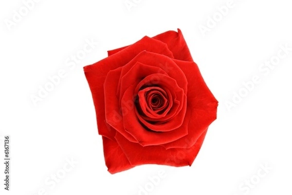 Fototapeta Red rose head isolated on white background