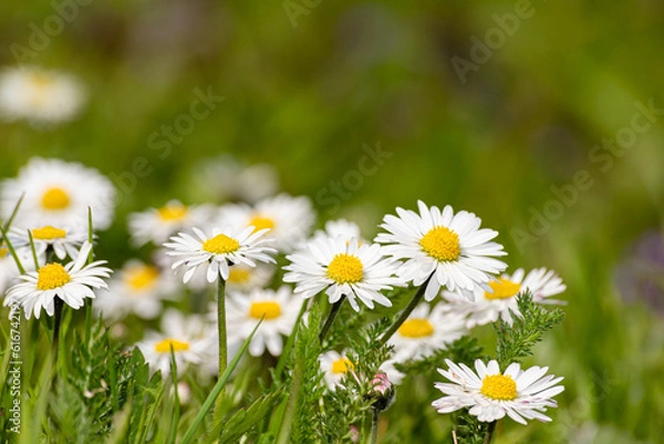 Obraz Daisies in a meadow