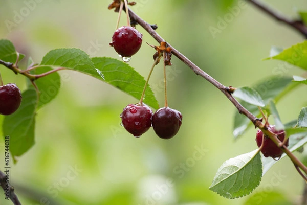 Obraz Cherry fruit on the branch, close Up
