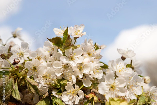 Obraz White cherry flowers, blue background, space for text