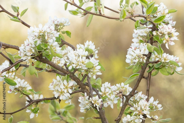 Obraz Blooming pear flowers