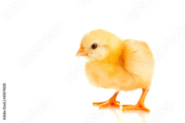 Fototapeta little chicken, isolated