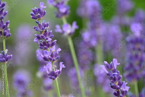 Fototapeta Lavender flower background with beautiful purple colors and bokeh lights. Blooming lavender in a field сlose up. Selective focus. The concept of sustainable development. nature conservation