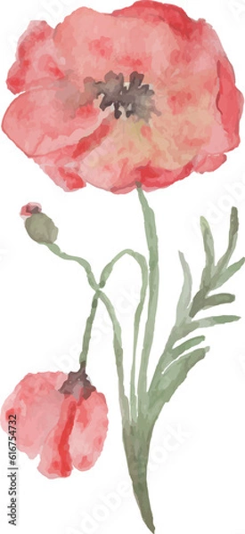 Obraz Watercolor Poppies Illustration PNG