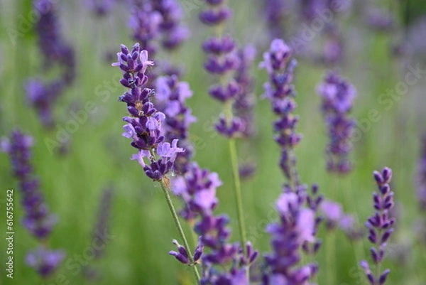 Fototapeta Lavender flowers close up, purple lavender field close up, 
abstract soft floral background. Soft focus. The concept of flowering, spring, summer, holiday. Great image for cards, banners.