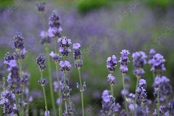 Fototapeta Lavender flowers close up, purple lavender field close up, 
abstract soft floral background. Soft focus. The concept of flowering, spring, summer, holiday. Great image for cards, banners.