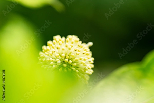 Fototapeta ユニーク写真