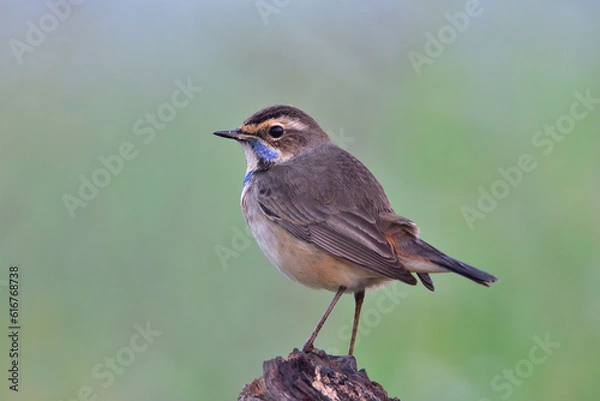 Obraz Bluethroat