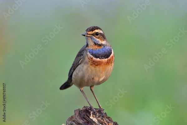 Obraz Bluethroat