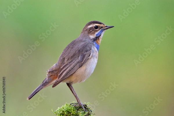 Obraz Bluethroat