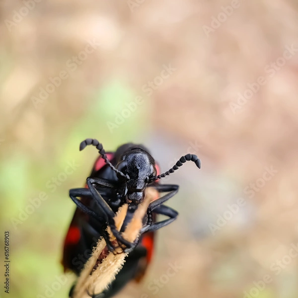 Obraz Blister beetles