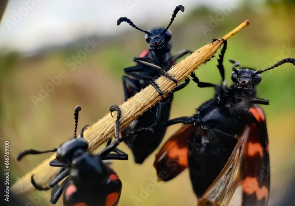Obraz Blister beetles
