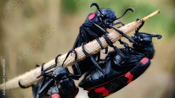 Obraz Blister beetles