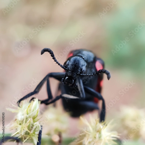 Obraz Blister beetles