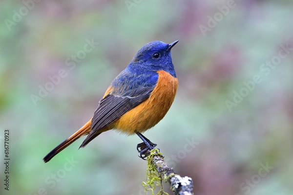Obraz Blue-fronted Redstart