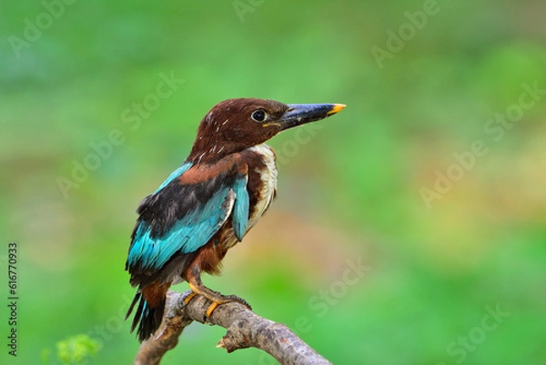 Obraz White-throated Kingfisher