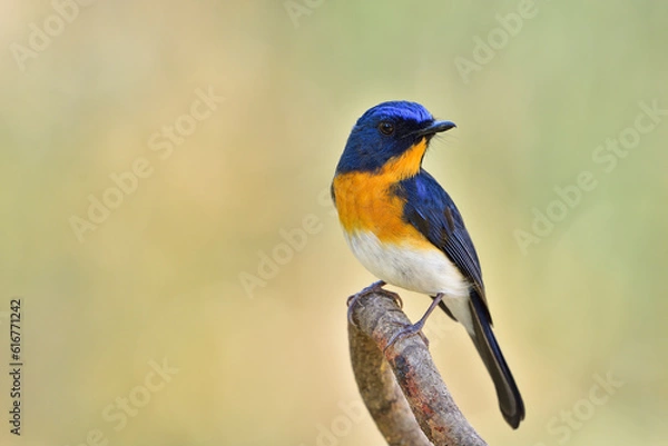 Obraz Tickell's Blue Flycatcher