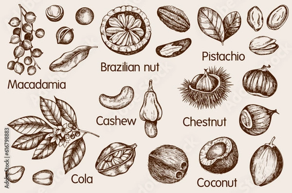 Fototapeta Set of vintage hand drawn nuts